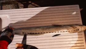 Изображение Fishing: Barents Sea