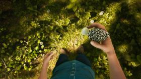 Игра Morels: The Hunt на компьютер